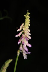greater quaking grass plant macro photo	