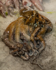 Fresh raw octopus on a fishmongers stall at a market in Lisbon