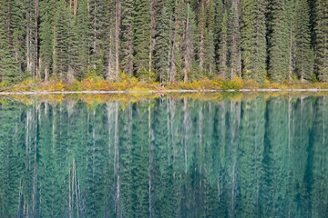 Reflections of Douglas fir trees in autumn at Emerald Lake in Yoho National Park in British...