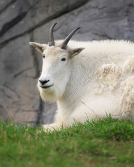 Rocky Mountain goat laying in grass in front of rocky background