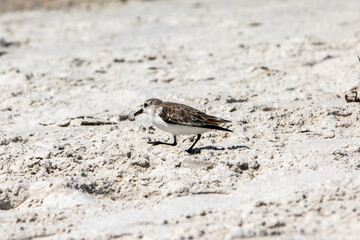 Plover with a Shell