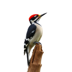 Fototapeta premium Nature’s Artisan: A Striking Woodpecker with a Fiery Crest Perched Gracefully on a Branch, Perfectly Captured Against a Transparent Canva
