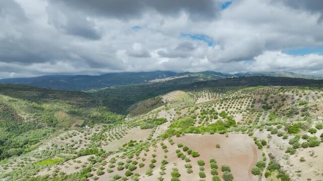 View of Olive groves and fields from a drone over Road E45, Castrovillari, Cosenza, Calabria, Italy, Europe