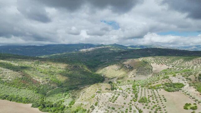 View of Olive groves and fields from a drone over Road E45, Castrovillari, Cosenza, Calabria, Italy, Europe
