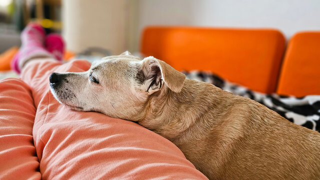 Hund schl&auml;ft auf dem Bein des Besitzers