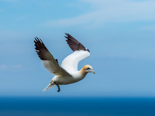Fototapeta premium Northern Gannet Flying Above Cliffs