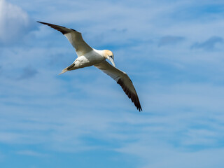 Obraz premium Northern Gannet Flying Above Cliffs