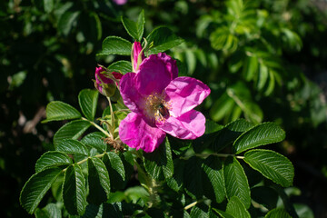 pink and white flowers