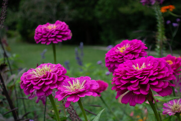 Obraz premium Asticou Garden Flowers