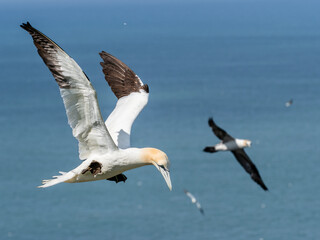 Obraz premium Northern Gannet Flying Above Cliffs