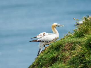 Obraz premium Northern Gannet on a Cliff