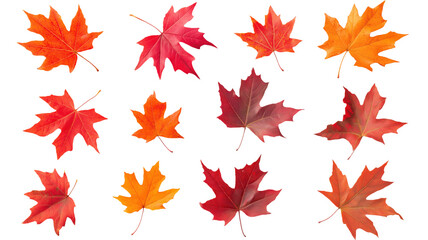 Obraz premium A collection of flying maple leaves on a transparent or white background.
