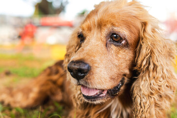 Close-up of a tired Cocker Spaniel dog's face, lying on grass in a park.