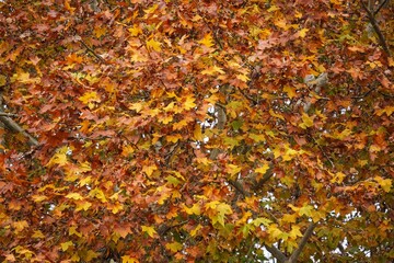In early winter, Shanghai's crystal clear yellow leaves are like topazes
