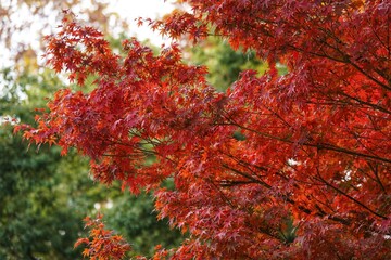 In early winter, the fiery red maple leaves that can be seen everywhere in Shanghai are intertwined...