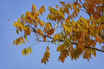 In early winter, Shanghai's crystal clear yellow leaves are like topazes