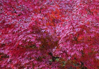 In early winter, the fiery red maple leaves that can be seen everywhere in Shanghai are intertwined...