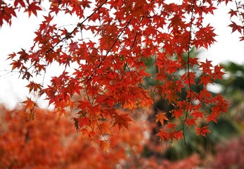 In early winter, the fiery red maple leaves that can be seen everywhere in Shanghai are intertwined with warmth, festivity, sadness and harvest