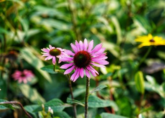 A bright pink sunflower in the park in early winter