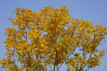 In early winter, Shanghai's crystal clear yellow leaves are like topazes
