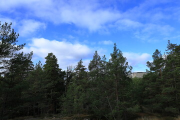 Obraz premium Green forest and apartment buildings in the background. Urban and rural area. Hässelby, Sweden. September 2024.