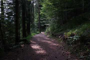 Obraz premium path in the forest