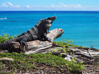 Green iguana on a wooden branch on a cliff in Tulum, Mexiko, near the Mayan ruins