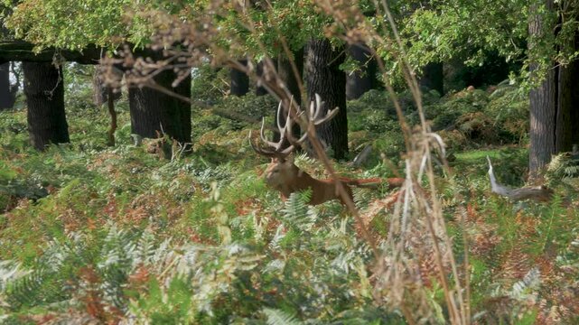 Red deer stag (Cervus elaphus) in autumn sunshine, walks through bracken ferns in front of oak woodland