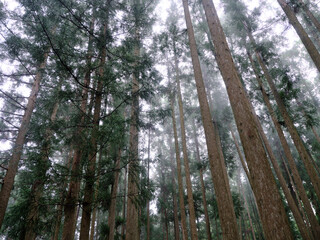 Fototapeta premium 杉の森