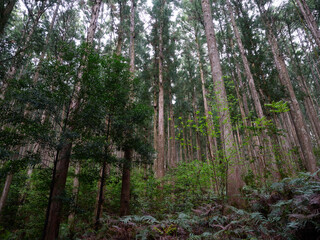 Obraz premium 杉の森