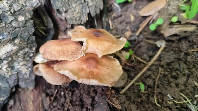 gymnopus mushroom