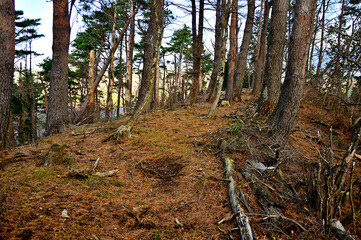 Obraz premium 丹沢の袖平山 朝の袖平山北尾根 標高944m地点 