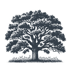 Obraz premium Oak Tree. Vintage wood block print style vector illiustration.