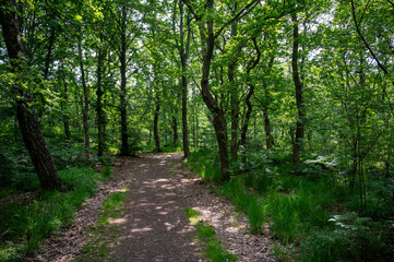 A tranquil pathway winds through a dense forest, illuminated by sunlight filtering through the...