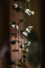 Elegant and Lush Green Leaves Gracefully Draping on a Delicate and Beautiful Vine