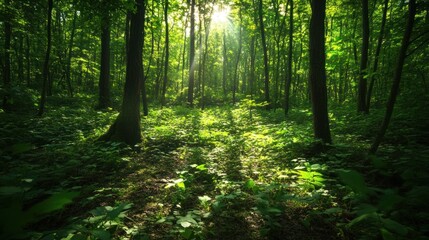 Obraz premium Sunlit Forest Path: A Serene Escape into Nature's Embrace