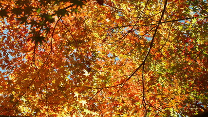 autumn leaves background