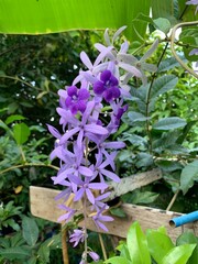 close up purple little flower flower in backyard garden flower bouquet hang from the tree