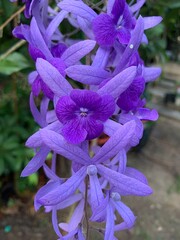 close up purple little flower flower in backyard garden