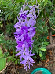 close up purple little flower flower in backyard garden flower bouquet hang from the tree