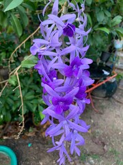 close up purple little flower flower in backyard garden flower bouquet hang from the tree