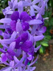 close up purple little flower flower in backyard garden