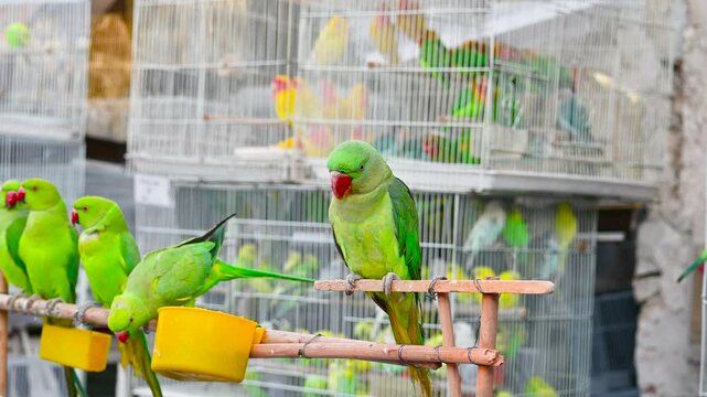 Perfect green colored Alexander Parrot, waiting outside the cage in the pet shop