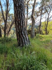 trees in the forest