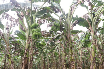Obraz premium Raw Bananas bunch on tree in farm for harvest