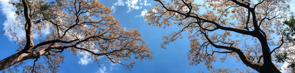 Fototapeta premium Two Tall Trees Branching Against Blue Sky