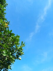 Obraz premium Green Leaves Mango Fruit and Blue Sky