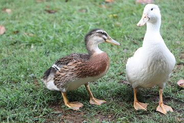 Obraz premium duck and ducklings