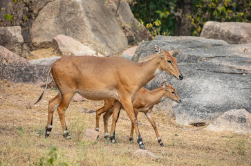 The female Nilgai with a baby.
It is the largest Asian antelope and is endemic to the Indian subcontinent.
The nilgai is diurnal.
Nilgai prefer areas with short bushes and scattered trees