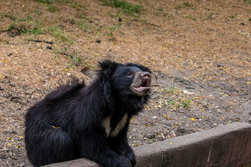 The young sloth bear (Melursus ursinus) is a myrmecophagous bear species native to the Indian subcontinent. It feeds on fruits, ants and termites.